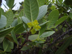 Wikstroemia oahuensis