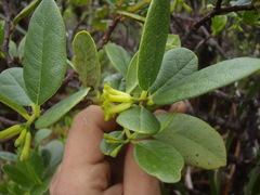 Wikstroemia oahuensis