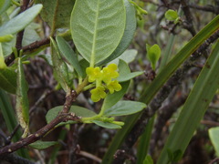 Wikstroemia oahuensis