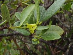 Wikstroemia oahuensis