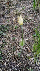 Pulsatilla patens