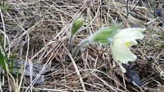 Pulsatilla patens