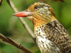 Nystalus maculatus