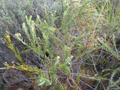 Phylica purpurea pearsonii