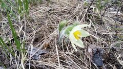 Pulsatilla patens