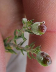 Phylica purpurea pearsonii