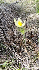 Pulsatilla patens