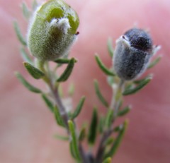 Phylica purpurea pearsonii