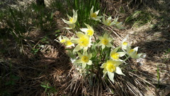 Pulsatilla patens