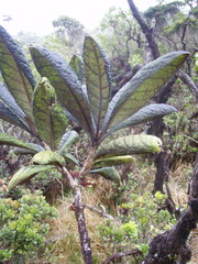 Pittosporum glabrum