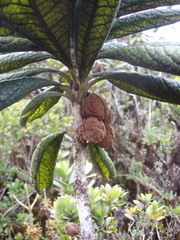 Pittosporum glabrum