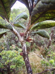 Pittosporum glabrum