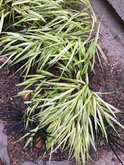 Hakonechloa macra