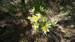 Pulsatilla patens