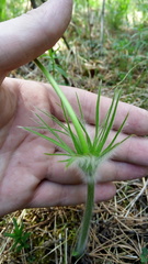 Pulsatilla patens