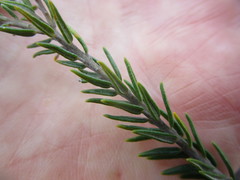 Phylica purpurea pearsonii