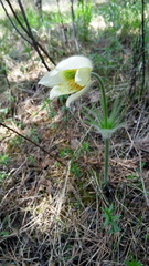 Pulsatilla patens