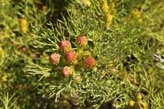 Serruria foeniculacea