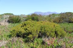 Serruria foeniculacea