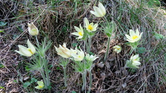 Pulsatilla patens