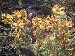 Mulguraea ligustrina