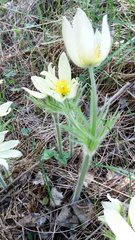 Pulsatilla patens