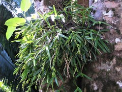 Epidendrum rigidum
