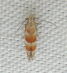 Battaristis vittella