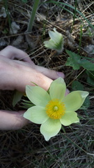 Pulsatilla patens