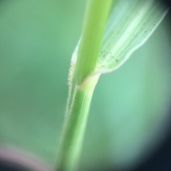 Setaria