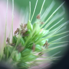 Setaria