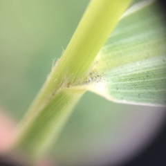 Setaria