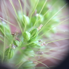 Setaria