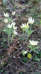 Pulsatilla patens