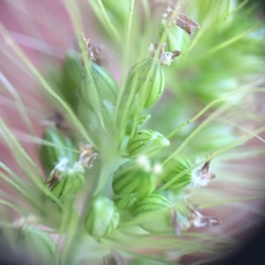Setaria