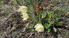 Pulsatilla patens
