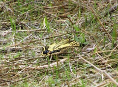 Papilio machaon