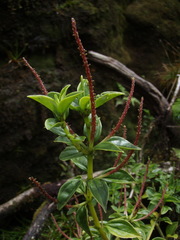 Peperomia hesperomannii