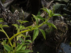 Peperomia hesperomannii