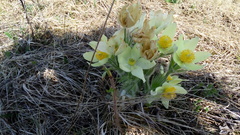 Pulsatilla patens