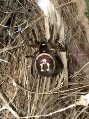 Steatoda nobilis