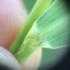 Setaria