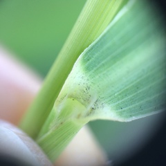 Setaria