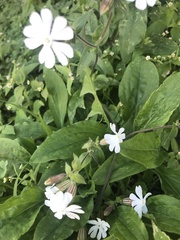 Silene latifolia