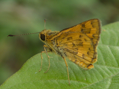 Potanthus confucius dushta