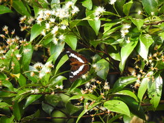 Moduza procris milonia