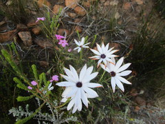 Dimorphotheca montana