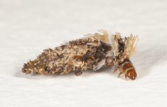 Dahlica triquetrella