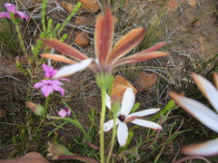 Dimorphotheca montana