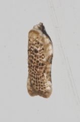 Acleris subnivana